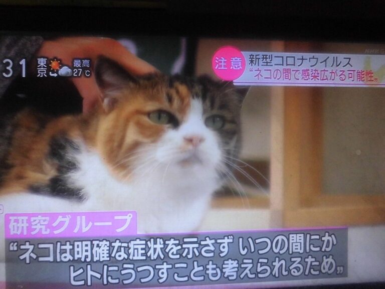 n 猫感染_新型コロナウイルス１ｋ